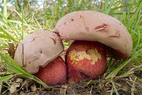 Rubroboletus satanas – Ludara