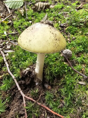Zelena pupavka