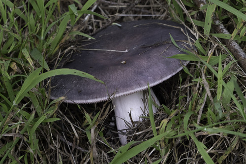 Paljevka – Russula cyanoxantha