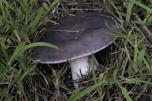 Paljevka – Russula cyanoxantha