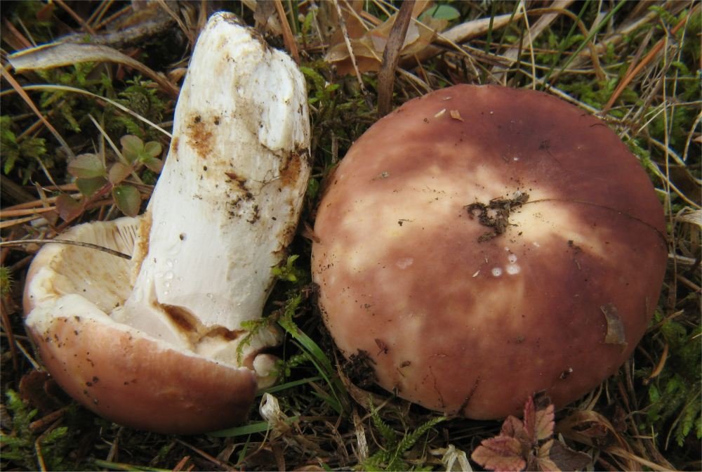 Slana krasnica – Russula vesca Fr. (1836), reprezentativna fotografija