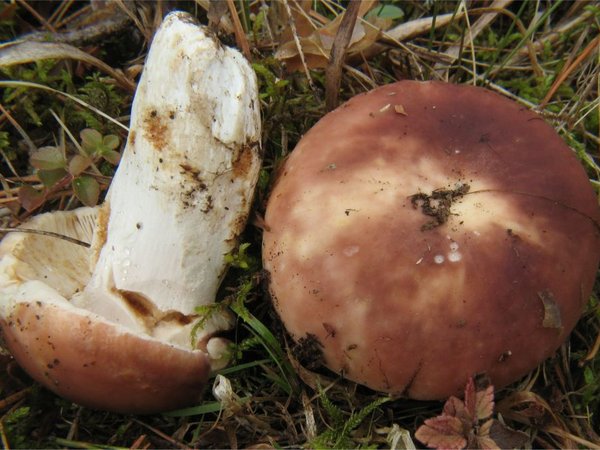 Russula vesca – Slana krasnica (Goloprstica)