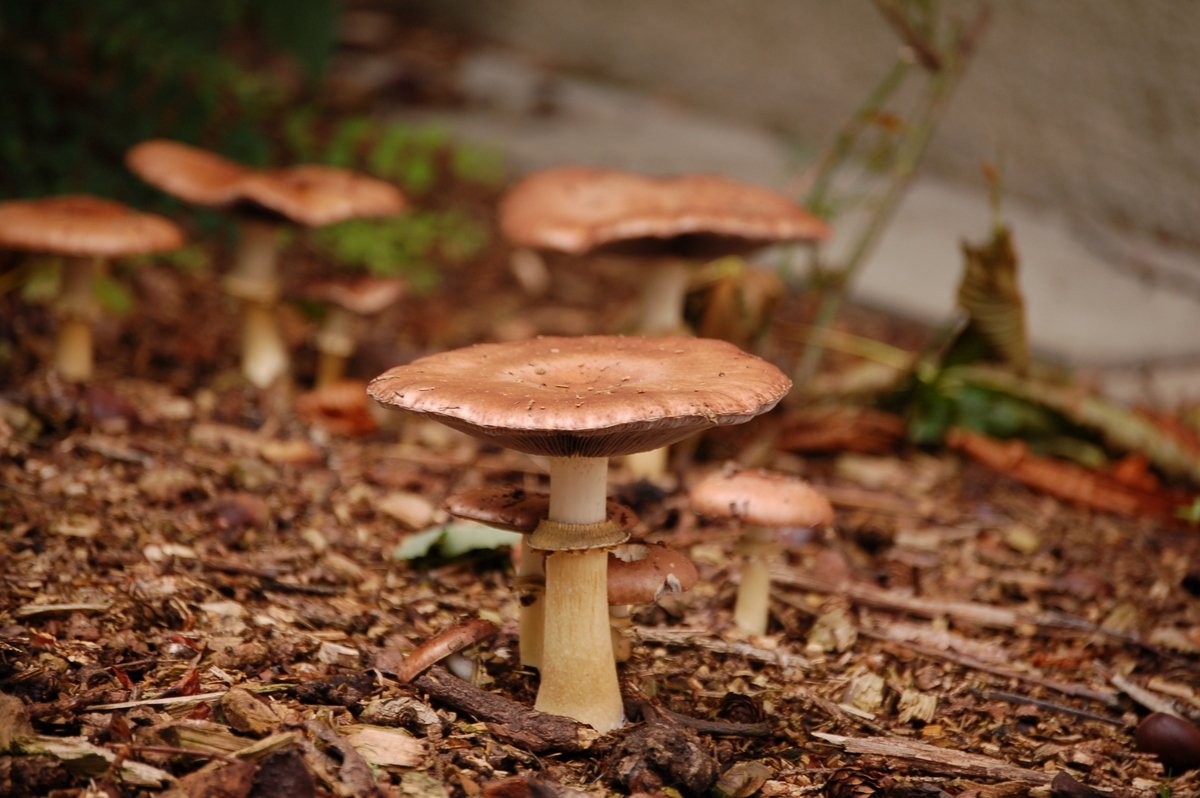 Slamnatica (Kraljevska strnarka) – Stropharia rugosoannulata Farl. ex Murrill (1922), reprezentativna fotografija