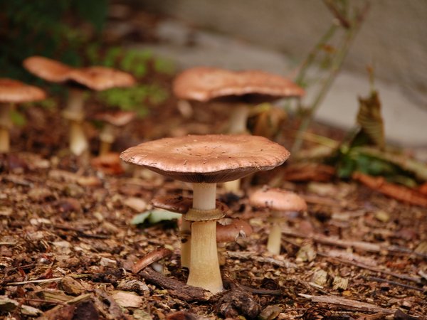 Stropharia rugosoannulata – Slamnatica (Kraljevska strnarka)