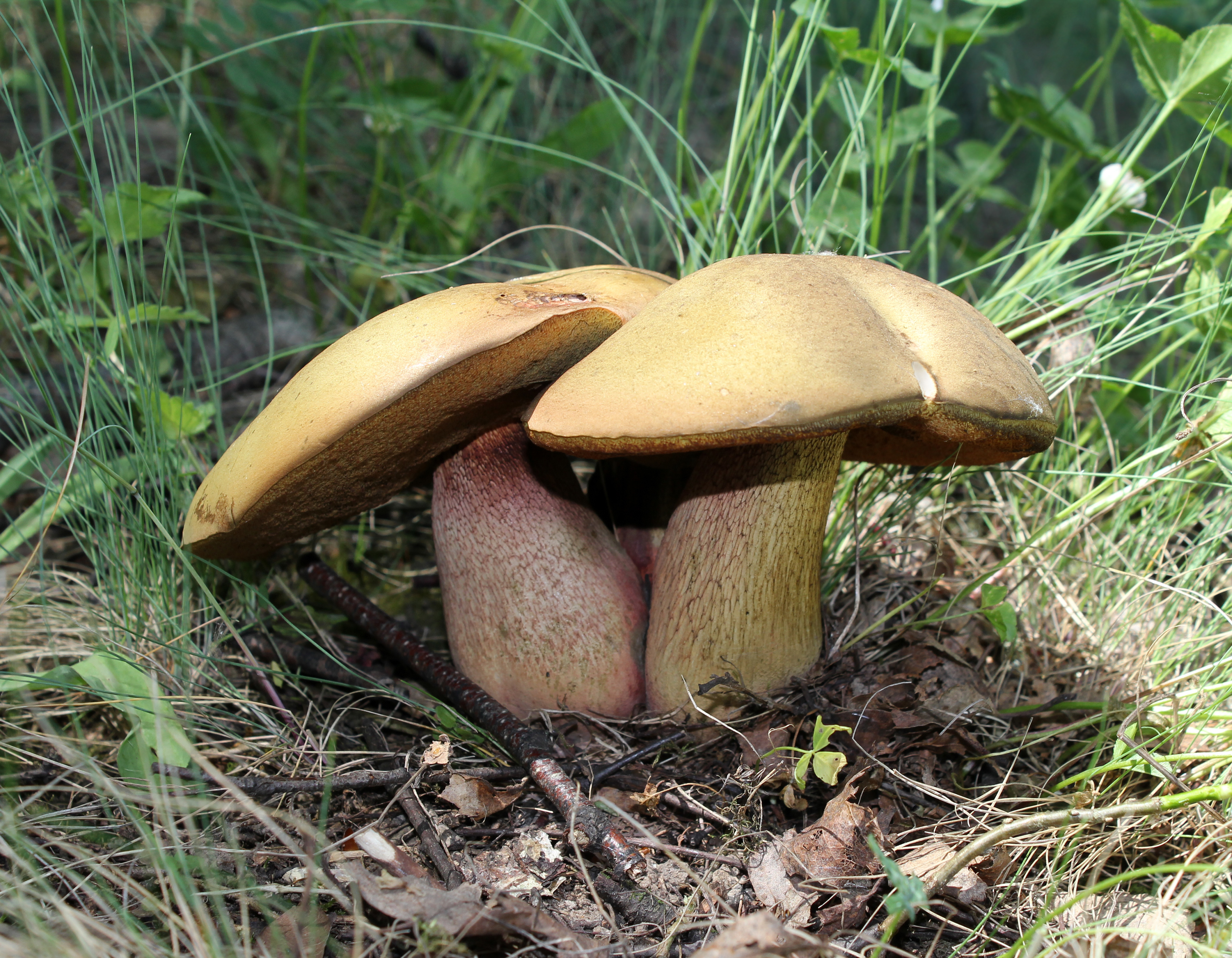 Suillellus luridus – Kovara