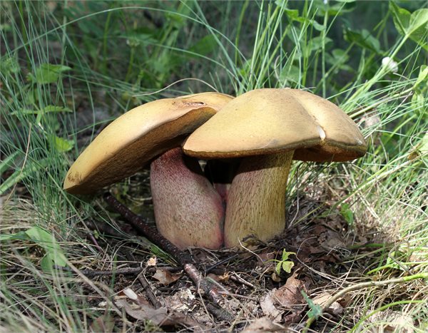 Suillellus luridus – Kovara