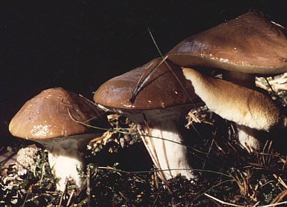 Borov osinac (Maslac) – Suillus luteus (L.) Roussel (1796), reprezentativna fotografija