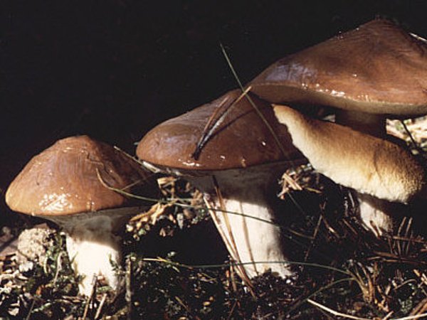 Suillus luteus – Borov osinac (Maslac)