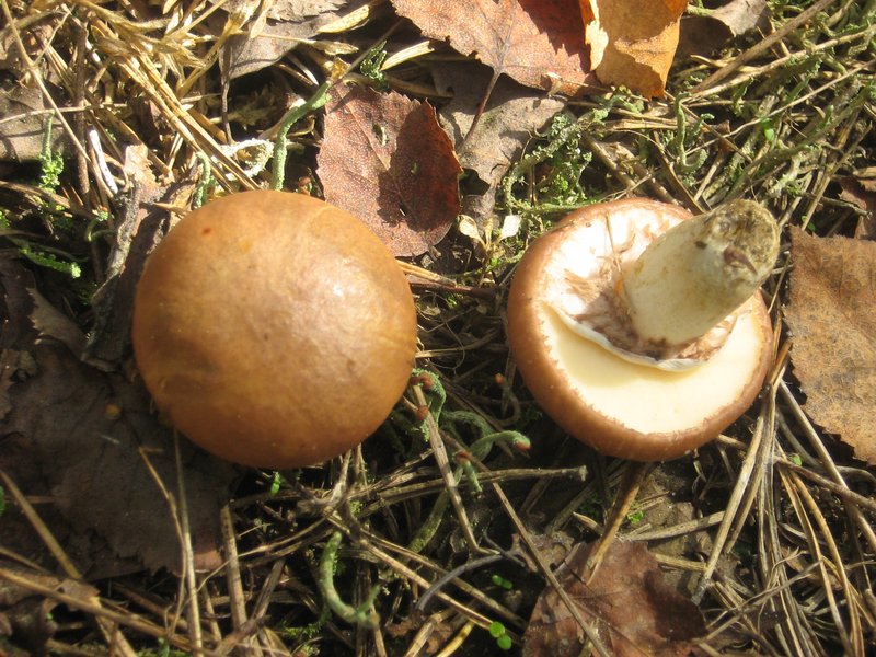 Drška