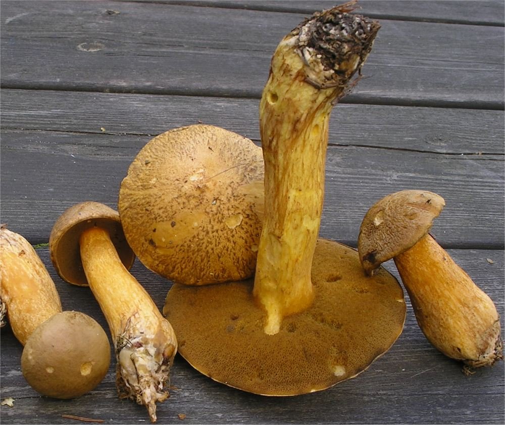 Peščarka (Žuti osinac) – Suillus variegatus (Sw.) Richon & Roze (1888), reprezentativna fotografija