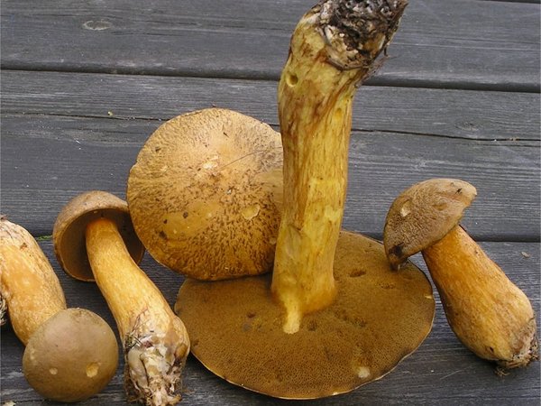 Suillus variegatus – Peščarka (Žuti osinac)