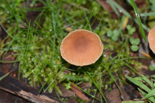 Tubaria furfuracea – Pahuljasta tubarija