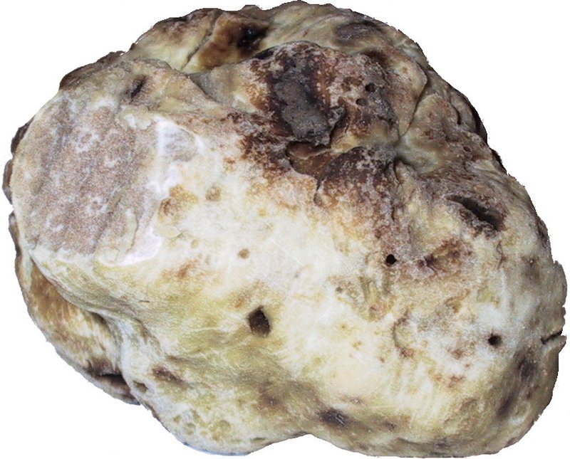 Listići / Pore