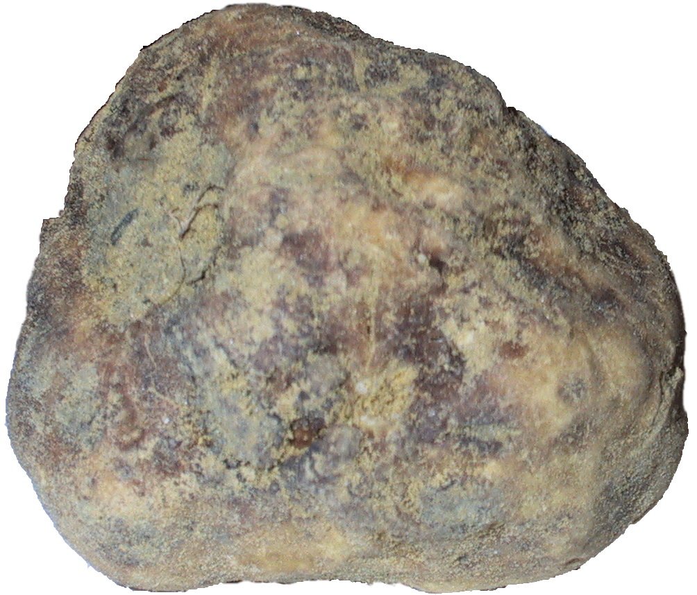 Beli tartuf – Tuber magnatum Pico (1788), reprezentativna fotografija