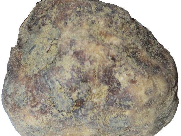 Tuber magnatum – Beli tartuf