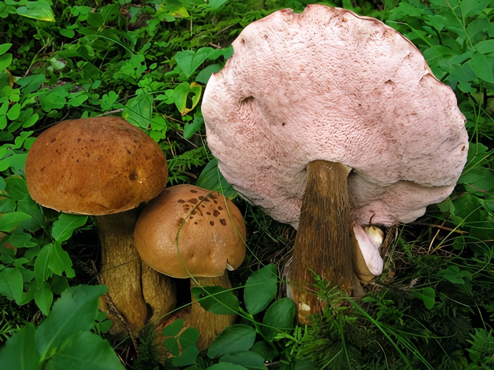 Tylopilus felleus – Žučara