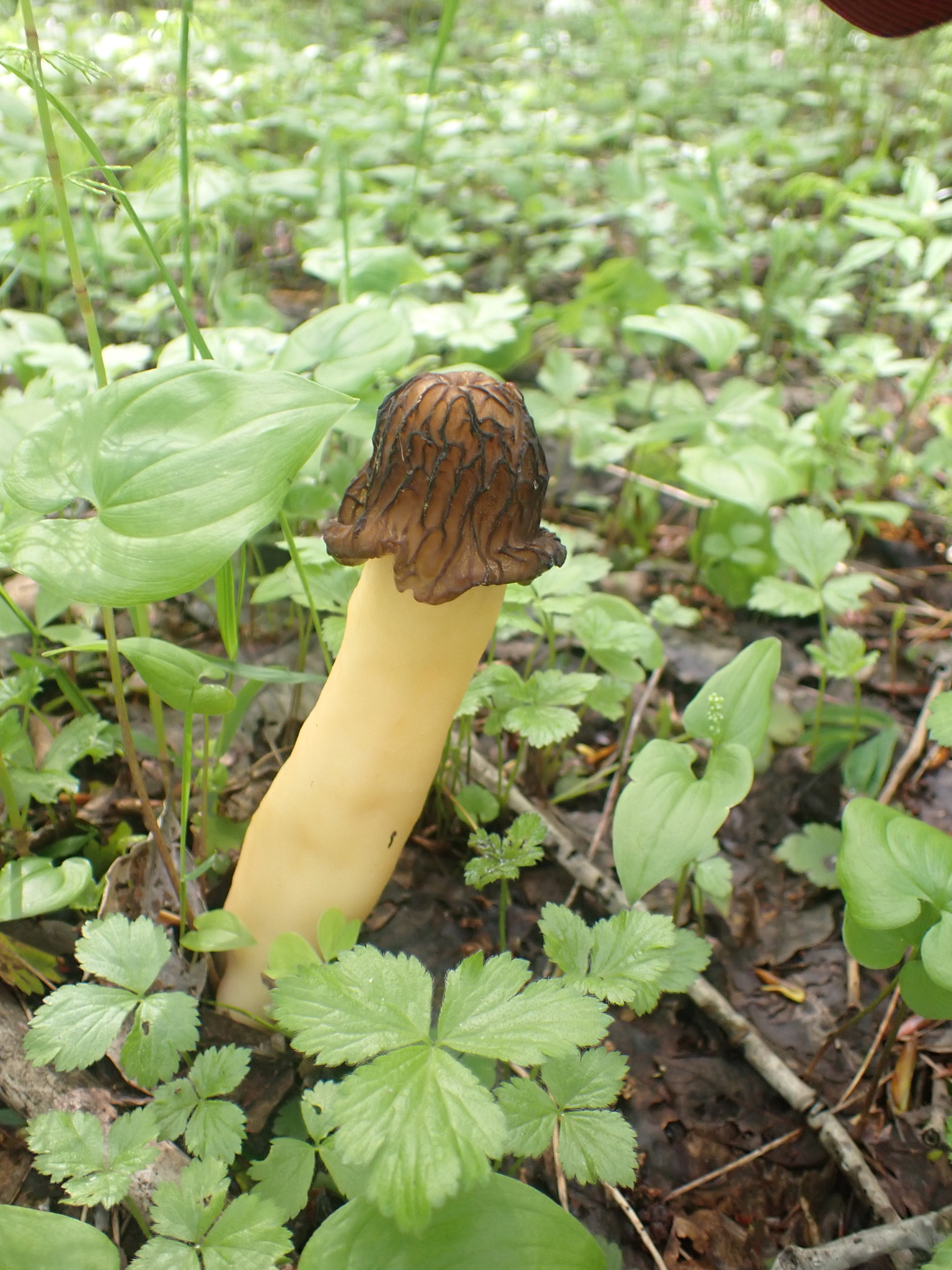 Verpa bohemica – Češka smrčkovica