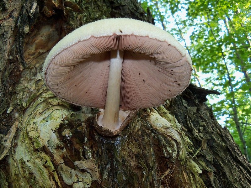 Šešir