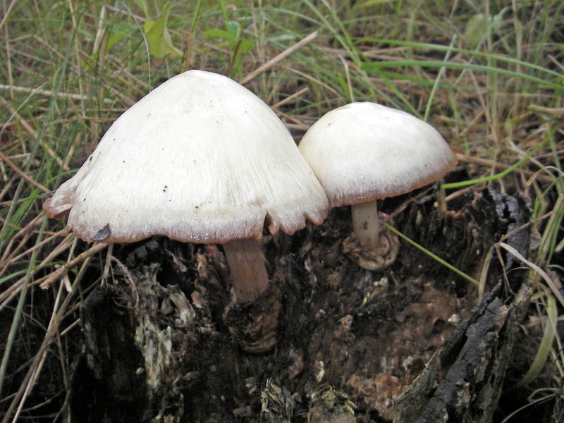 Meso na preseku