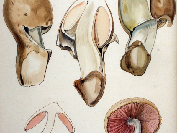 Volvariella bombycina – Vunenasta obojnjača (Svilasta ovojnjača)