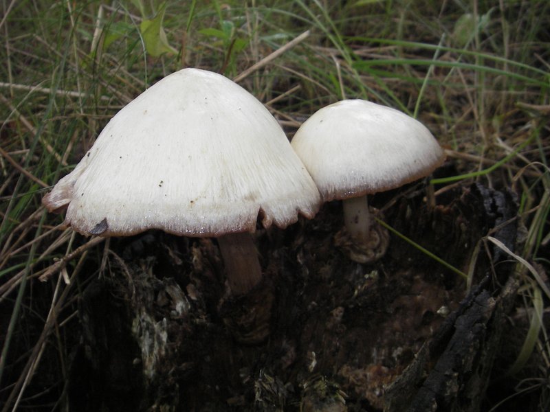 Drška