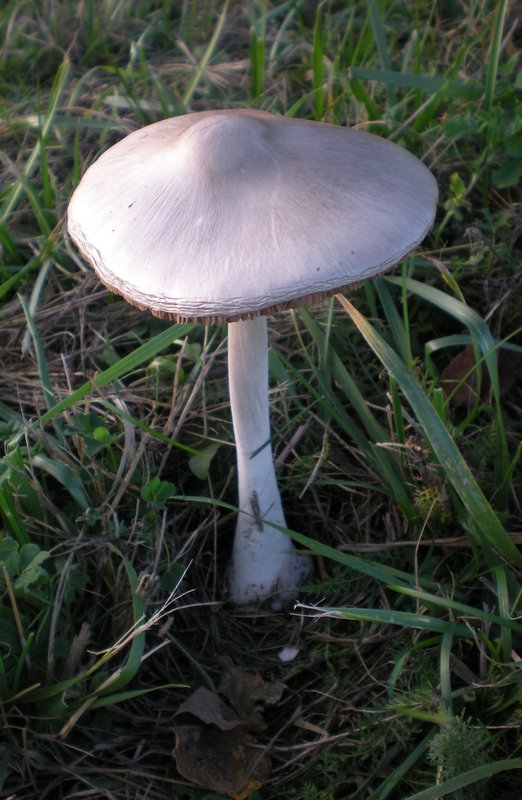 Šešir