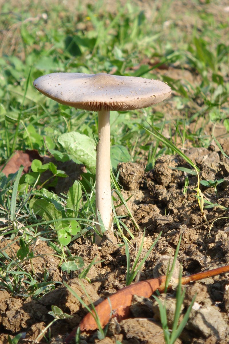 Siva obojnjača (Glavaš) – Volvopluteus gloiocephalus (DC.) Vizzini, Contu & Justo (2011) [syn. Volvariella gloiocephala / speciosa], reprezentativna fotografija