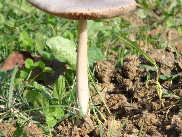 Volvopluteus gloiocephalus – Siva obojnjača (Glavaš)