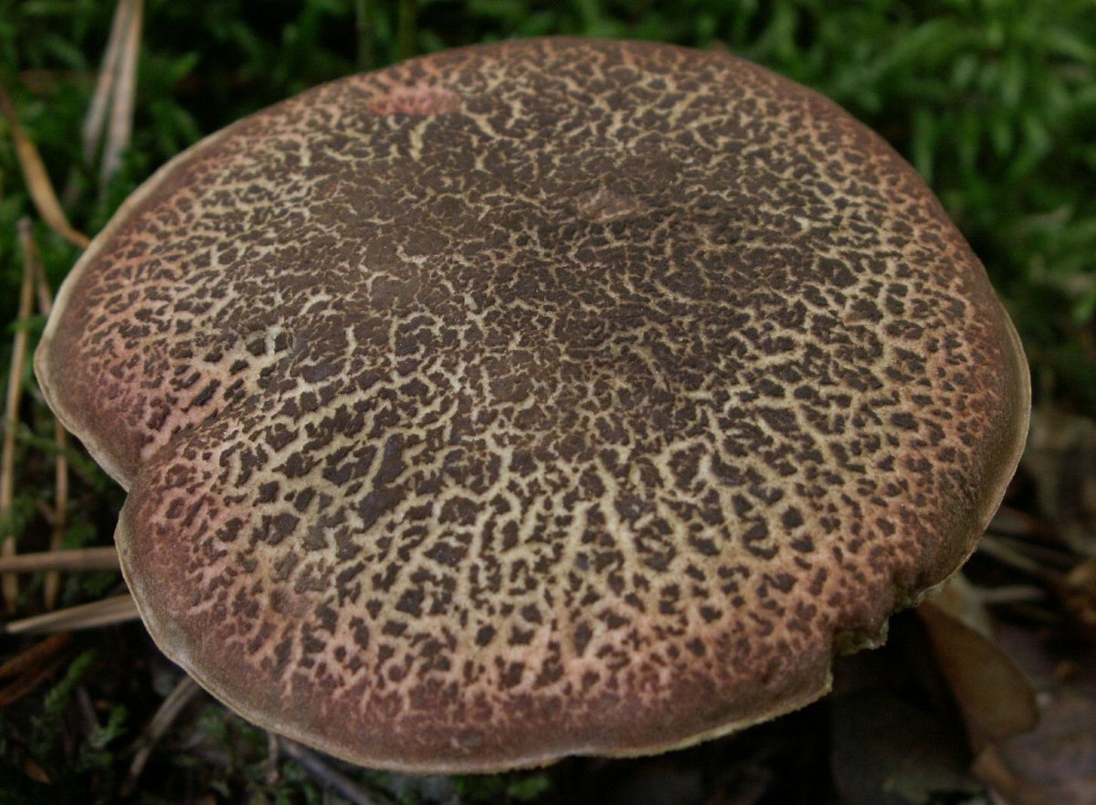 Zlatača (Crvenonoga zlatača) – Xerocomellus chrysenteron (Bull.) Šutara (2008) [syn. Xerocomus chrysenteron], reprezentativna fotografija