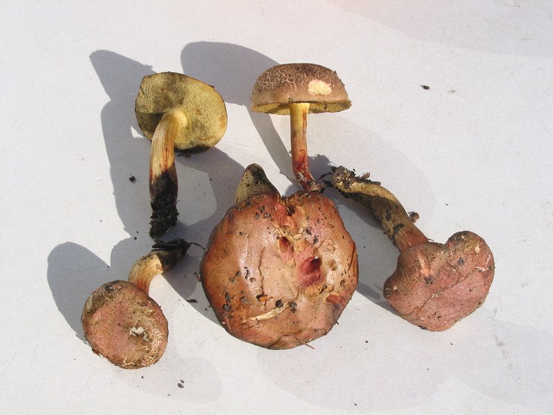 Drška